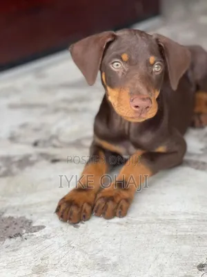 1-3 months Female Purebred Doberman Pinscher