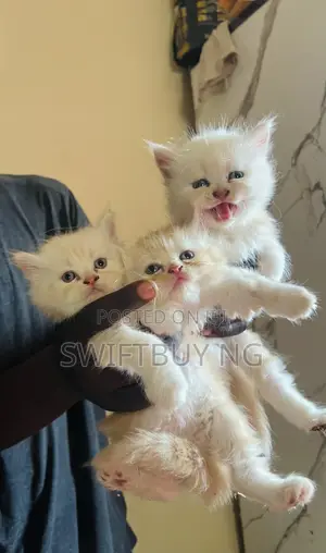1-3 months Female Purebred Persian