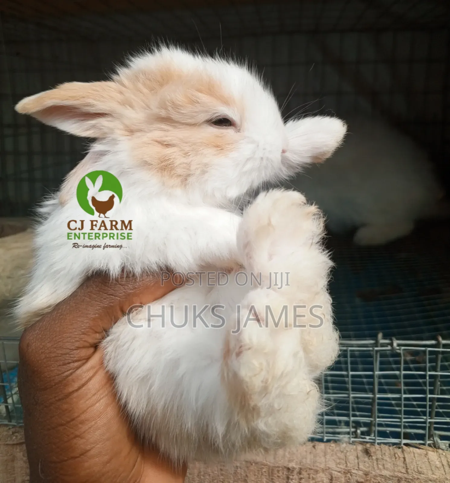 Adorable Bunnies