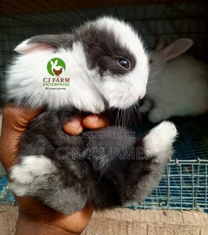 Adorable Bunnies