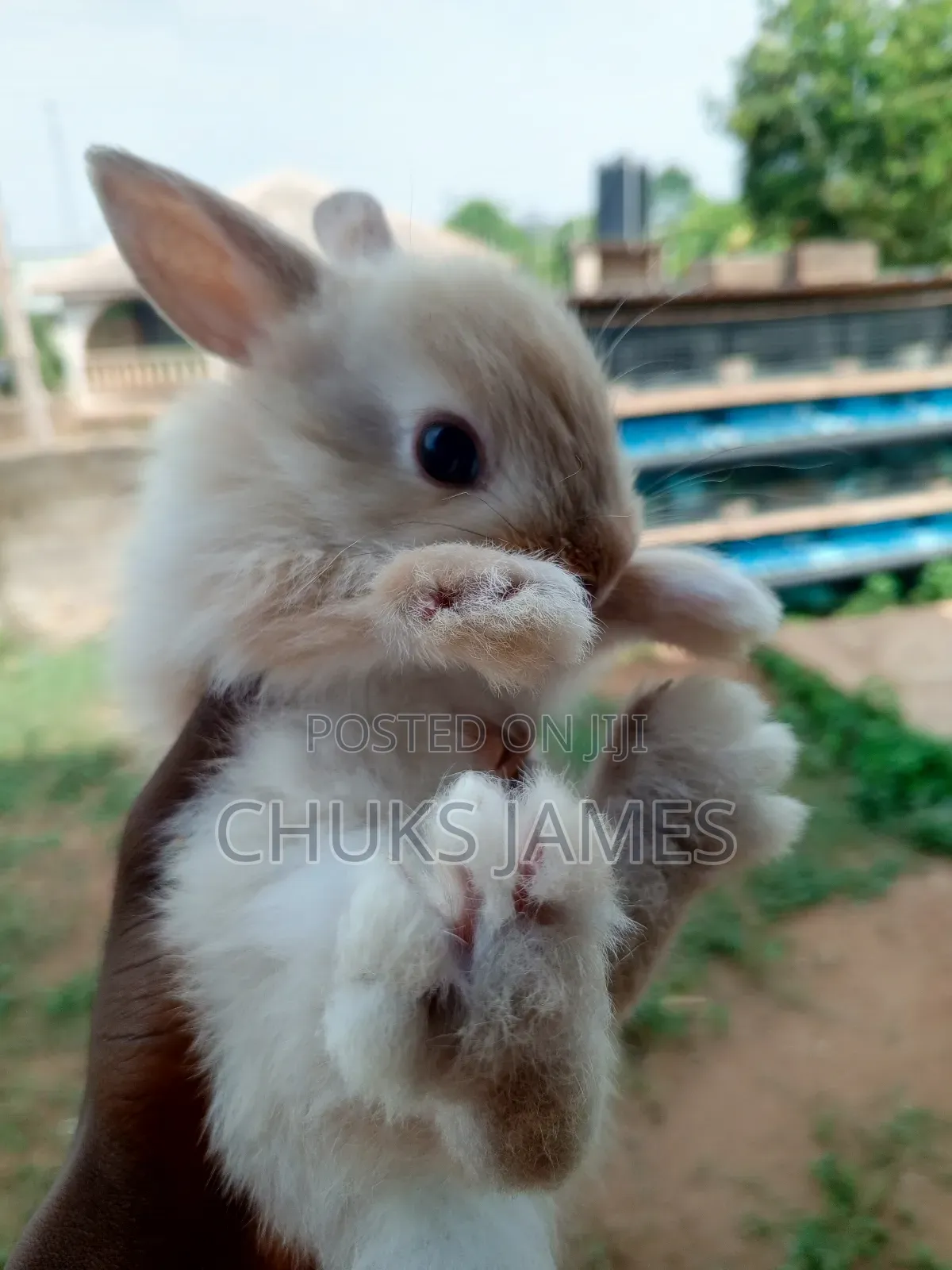Adorable Bunnies