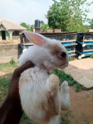Adorable Bunnies