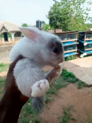 Adorable Bunnies