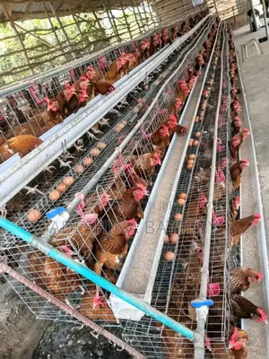 Farm Cages That Keep Your Chicken