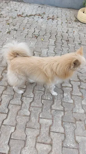 1-3 months Male Purebred Samoyed
