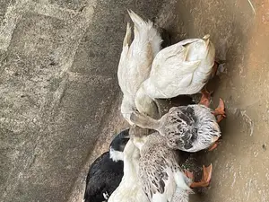 Ducks, Hybrid And Foreign