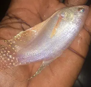 Gouramiss White Pearl Fish