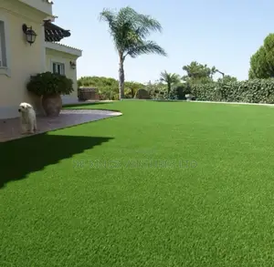 Premium Carpet Grass for Compound Decoration 