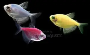 Tetrafish for Aquariums