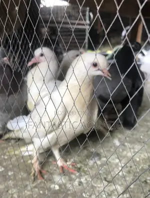 White Dolf Birds