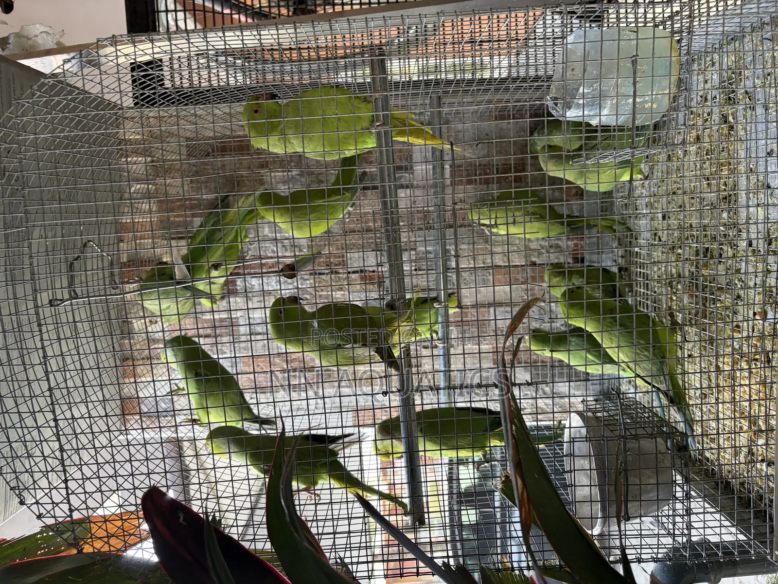 Parakeets Birds