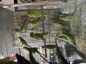 Parakeets Birds
