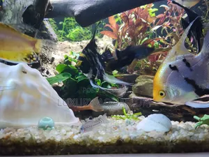 Bbespoke Aquariums