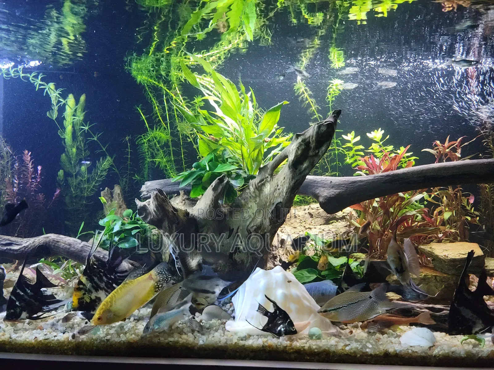 Bbespoke Aquariums