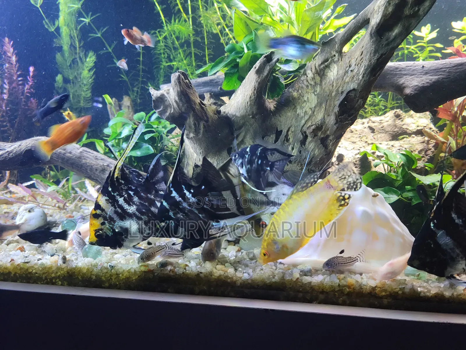 Bbespoke Aquariums