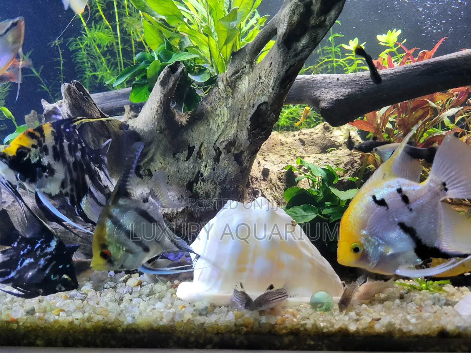 Bbespoke Aquariums