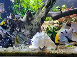 Bbespoke Aquariums