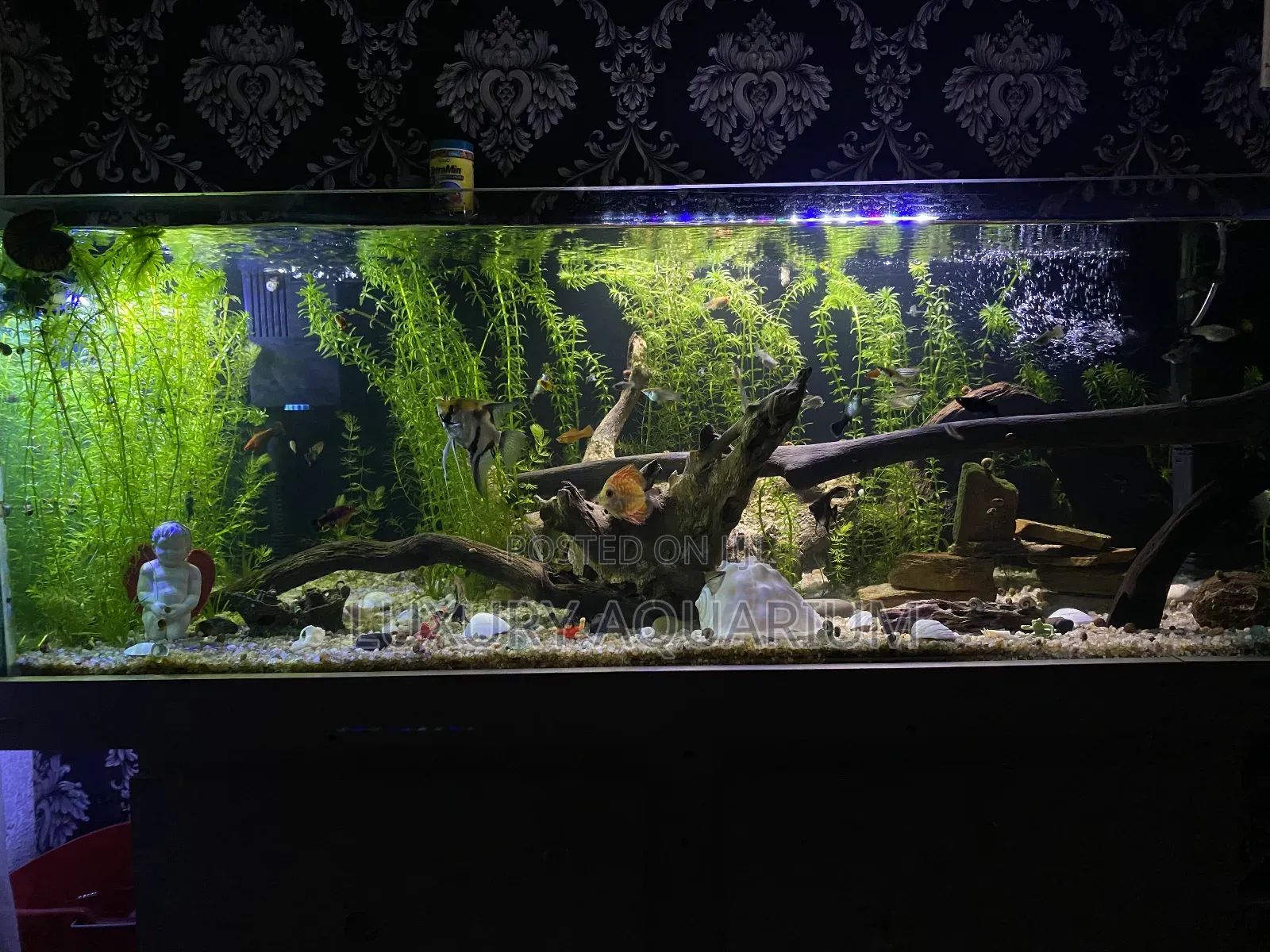 Bbespoke Aquariums