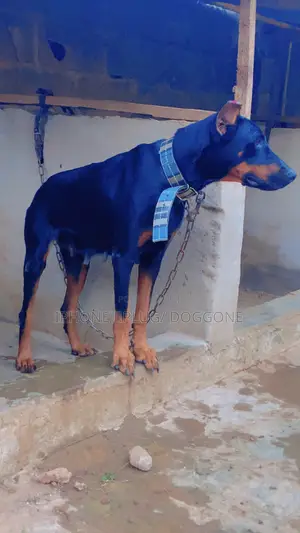 1+ year Female Purebred Doberman Pinscher