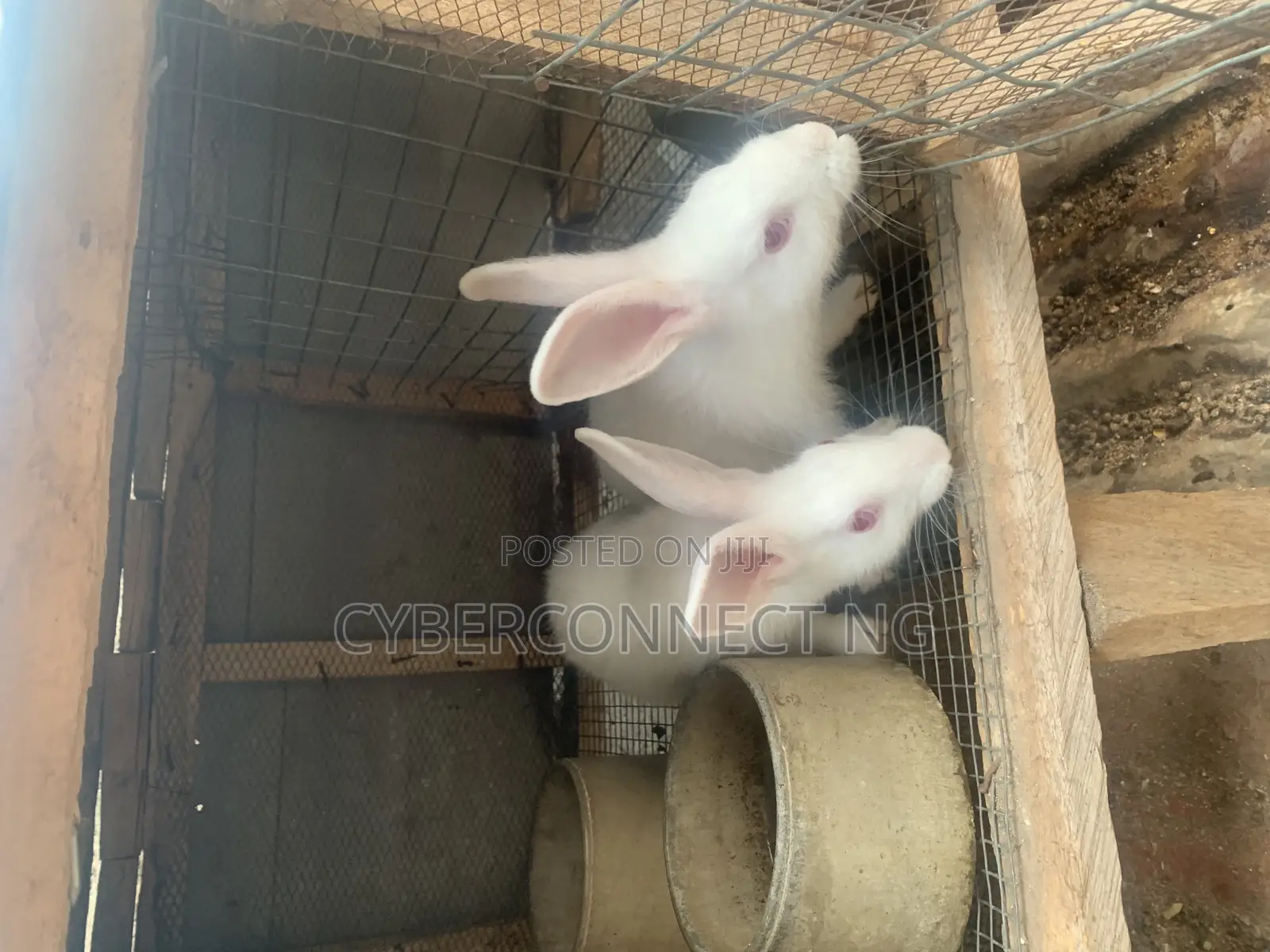 Ready to Mate Rabbit