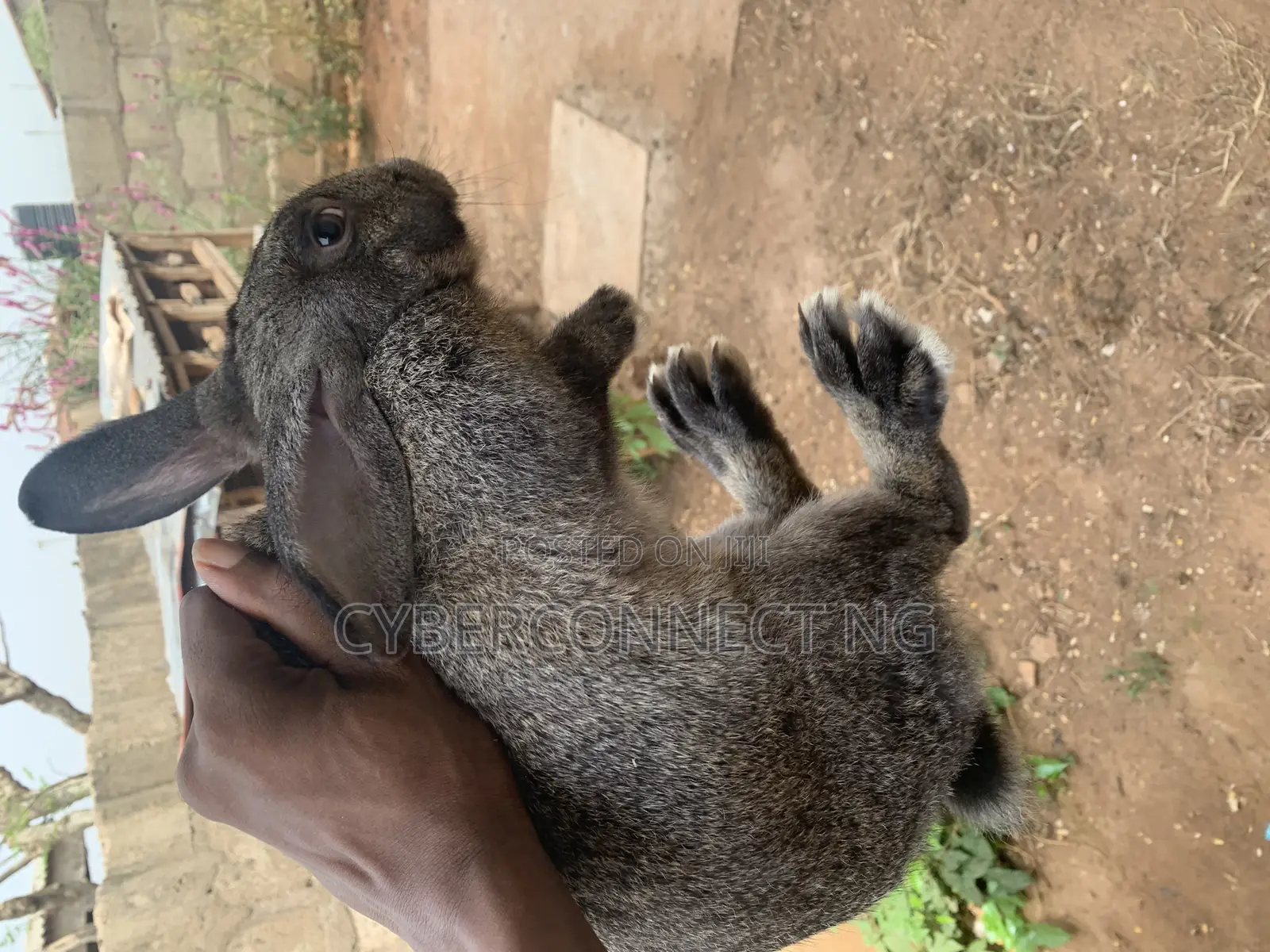 Ready to Mate Rabbit