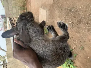 Ready to Mate Rabbit