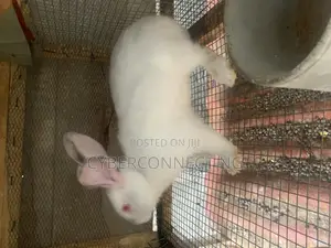 Ready to Mate Rabbit