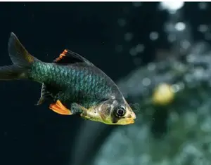 Tiger Barb