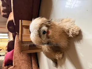 1+ year Male Purebred Lhasa Apso