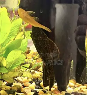 Pleco Small