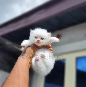 0-1 month Female Purebred Persian