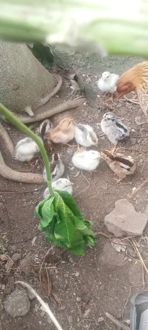 A Day Old to 5 Days Local Chicken for Sale in Good Health Conditio