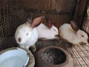 Rabbit Pellet Feeds Available for Sale in Badagry Lagos State