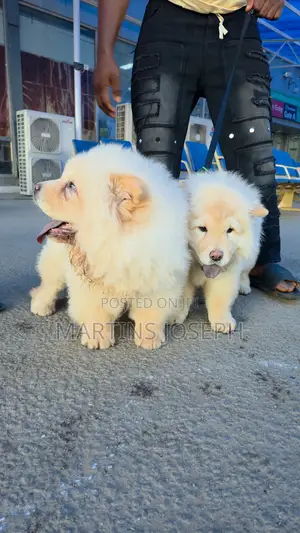 3-6 months Male Purebred Chow Chow