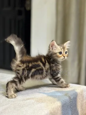 1-3 months Male Purebred Persian