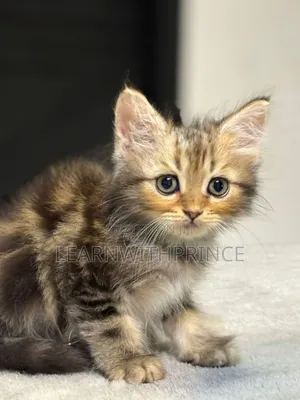 1-3 months Male Purebred Persian