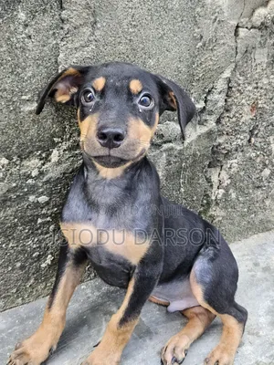 3-6 months Male Purebred Rottweiler
