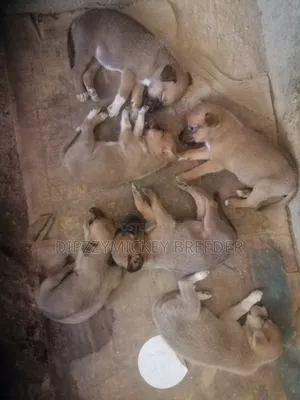 1-3 months Female Mixed Breed German Shepherd