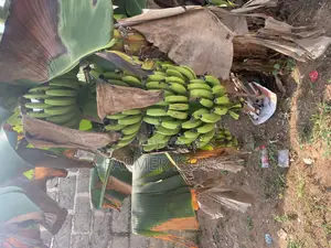 Hybrid Banana Sucker