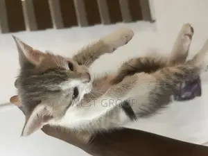 1-3 months Male Mixed Breed Persian