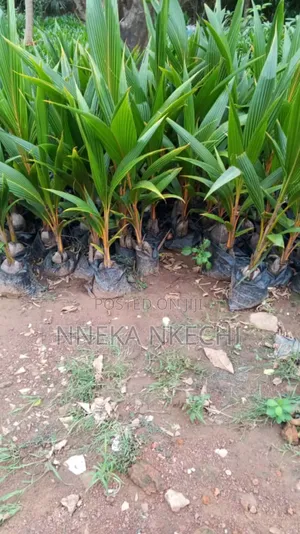 Welcome to Smooth Farms Where Hybrid Economic Plants Are Raised .