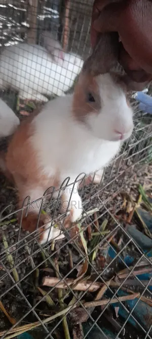 KVS Rabbit Farm