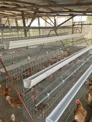 Poultry Cages
