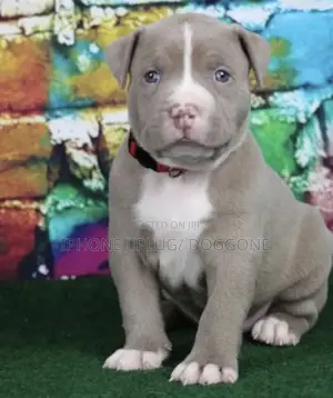 1-3 months Male Mixed Breed American Pit Bull Terrier