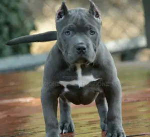 1-3 months Male Mixed Breed American Pit Bull Terrier