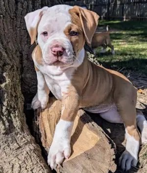 1-3 months Female Purebred American Pit Bull Terrier