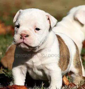 1-3 months Female Purebred American Pit Bull Terrier