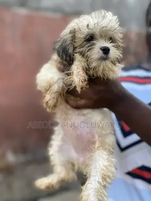 1-3 months Female Purebred Lhasa Apso