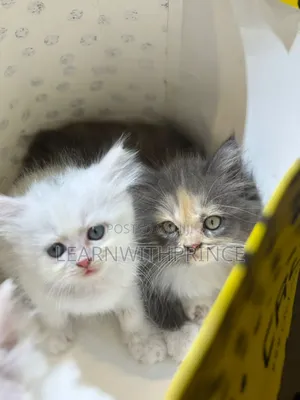1-3 months Female Purebred Persian