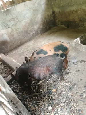 Quality Hybrid Duroc for Sale